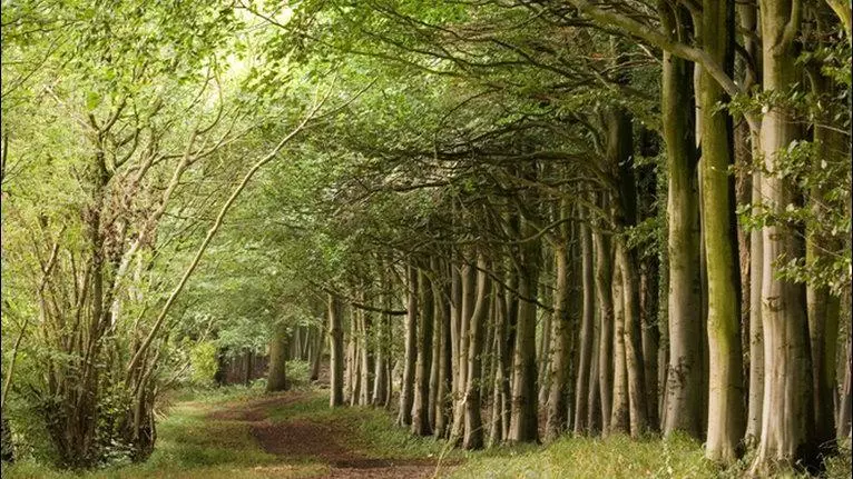 wytham woods